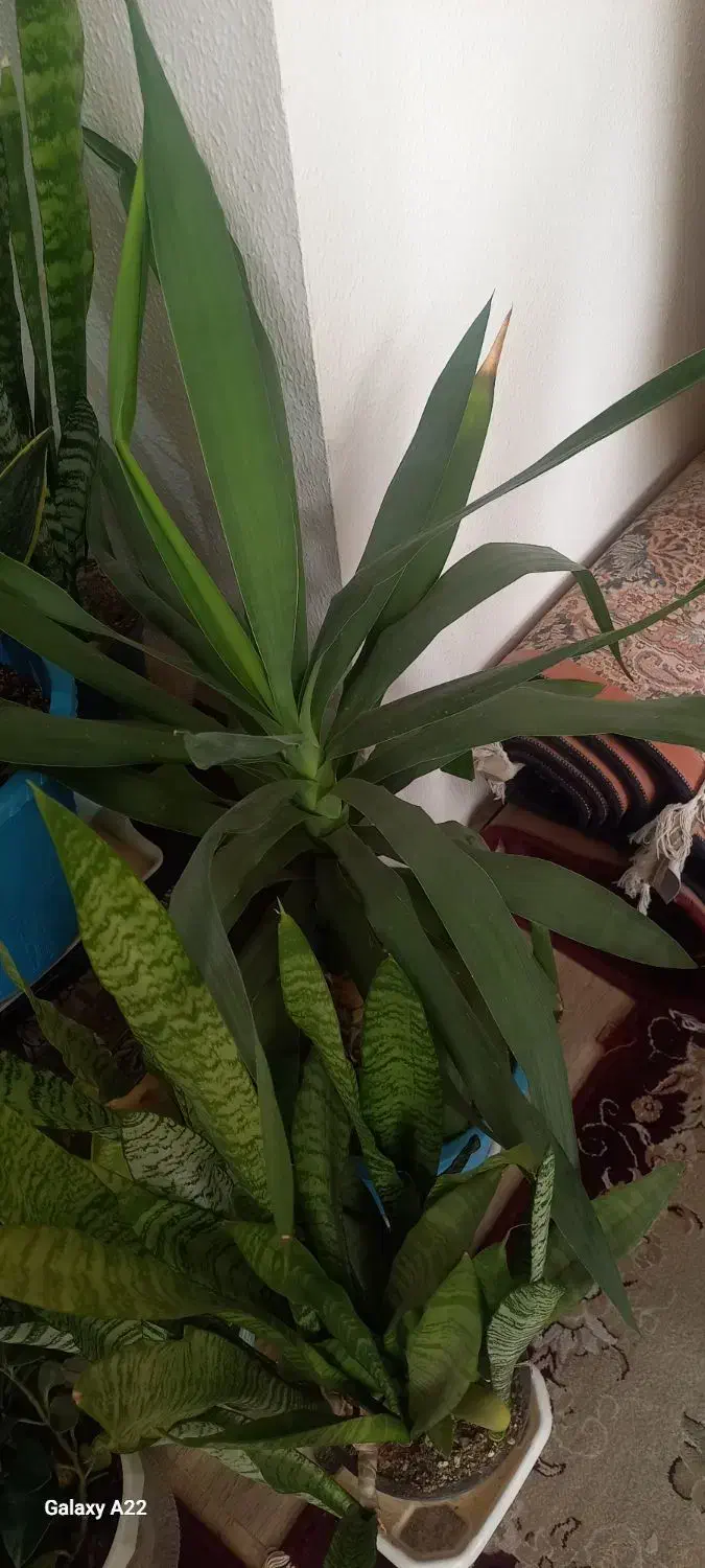 گل خانگی|گل و گیاه طبیعی|معصومیه, |دیوار