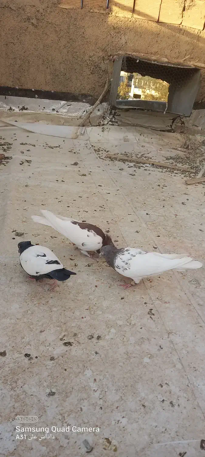 کبوتر|پرنده|مبارکه, |دیوار