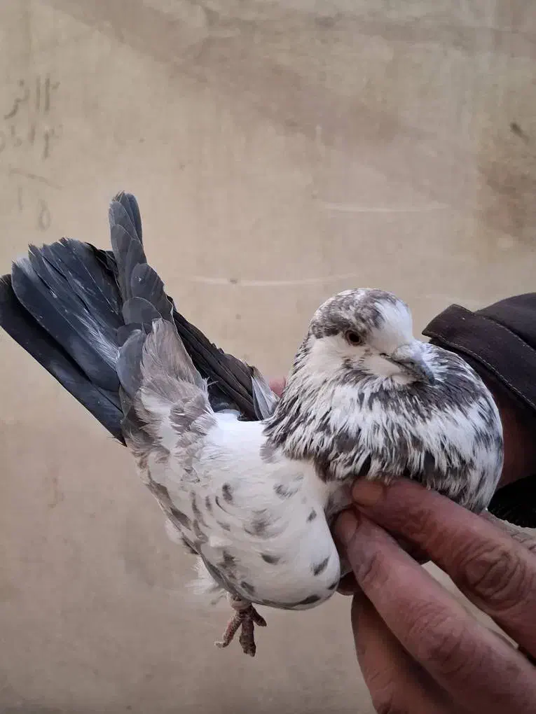 ۵ عدد کفتر کار درست|پرنده|تهران, افسریه شمالی|دیوار