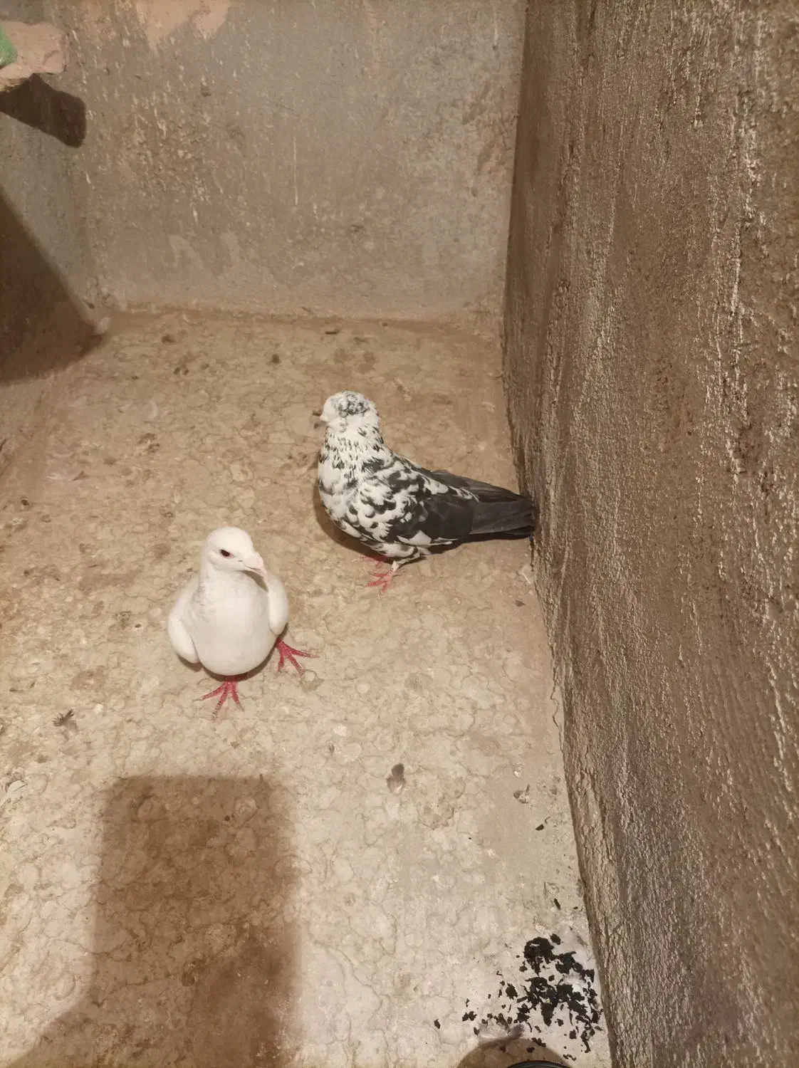 سار سیاه نر قولدور|پرنده|سبزوار, زینبیه|دیوار