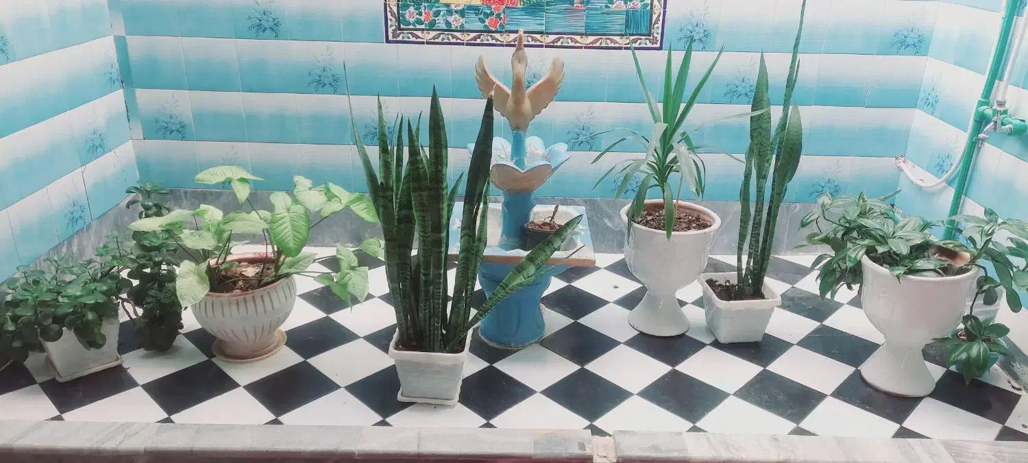 گل خانگی|گل و گیاه طبیعی|مرودشت, رودبال|دیوار