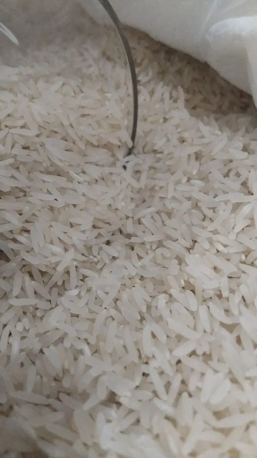 برنج فجر سوزنی|خوردنی و آشامیدنی|گرگان, |دیوار