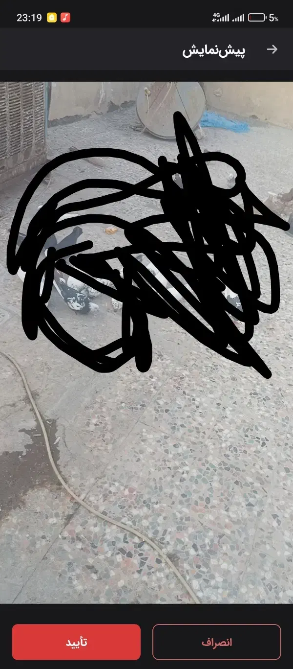 کله ماستی گمشده|حیوانات|نسیمشهر, |دیوار