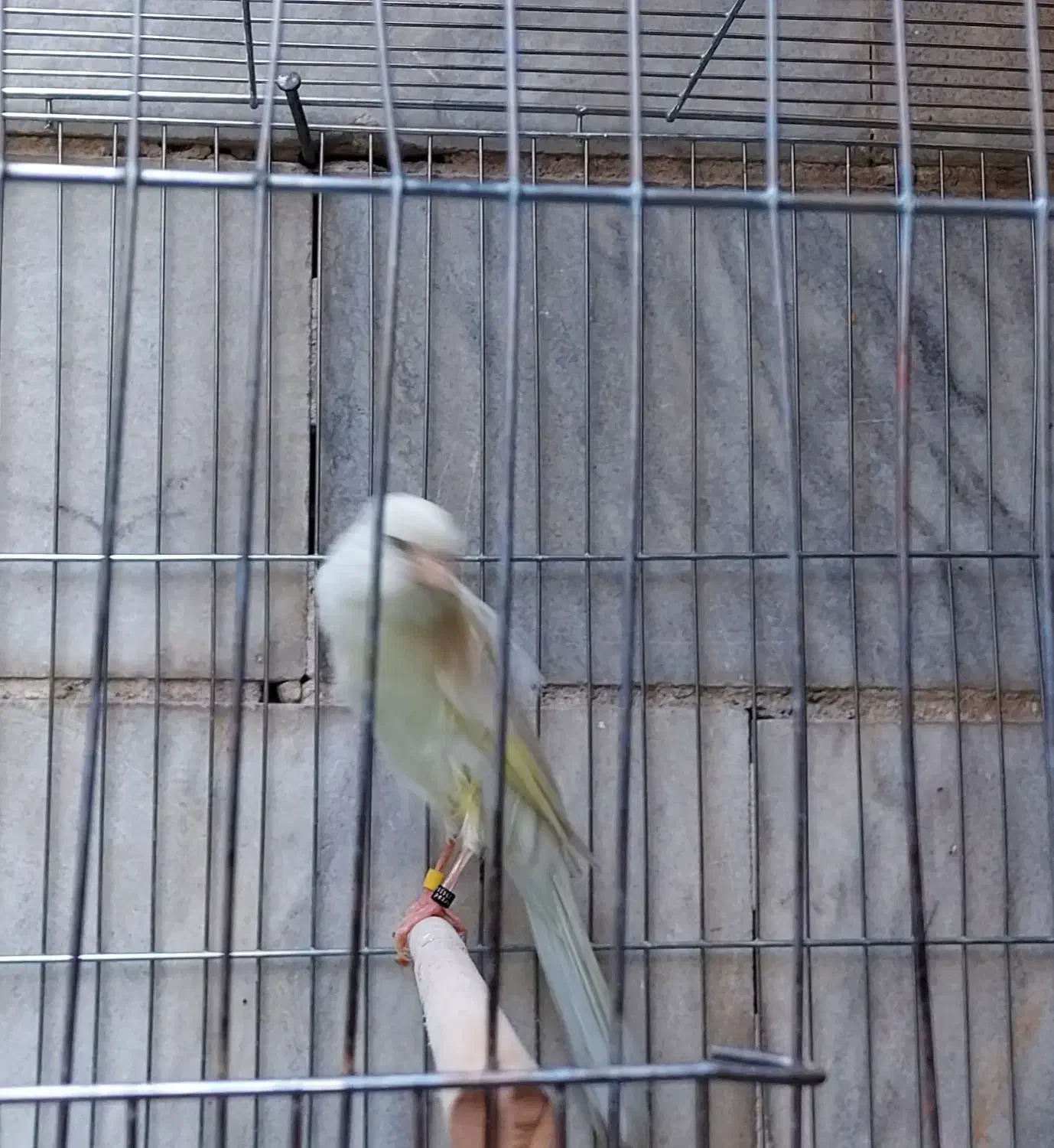 قناری رسمی بلند|پرنده|ری, دیلمان|دیوار