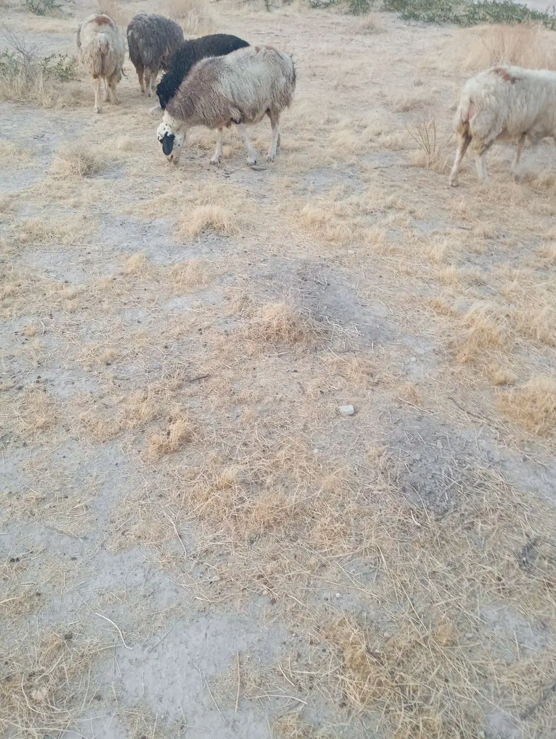 15 راس میش داشتی|حیوانات مزرعه|جره و بالاده, |دیوار