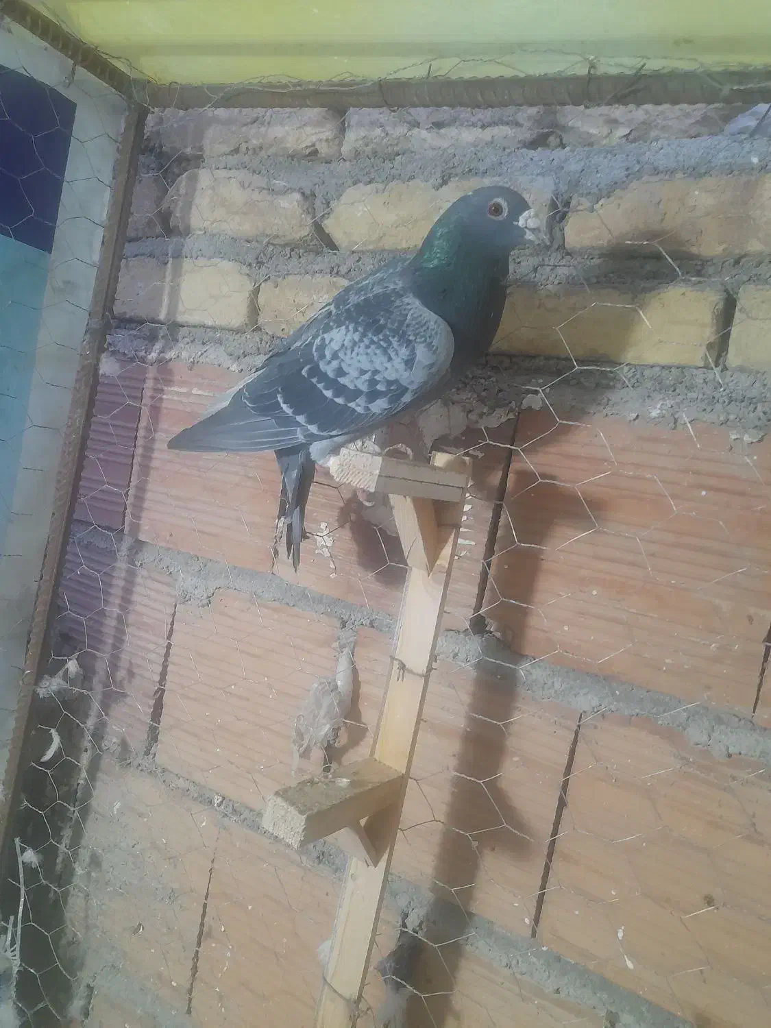 سبز نر صید|پرنده|بجنورد, |دیوار