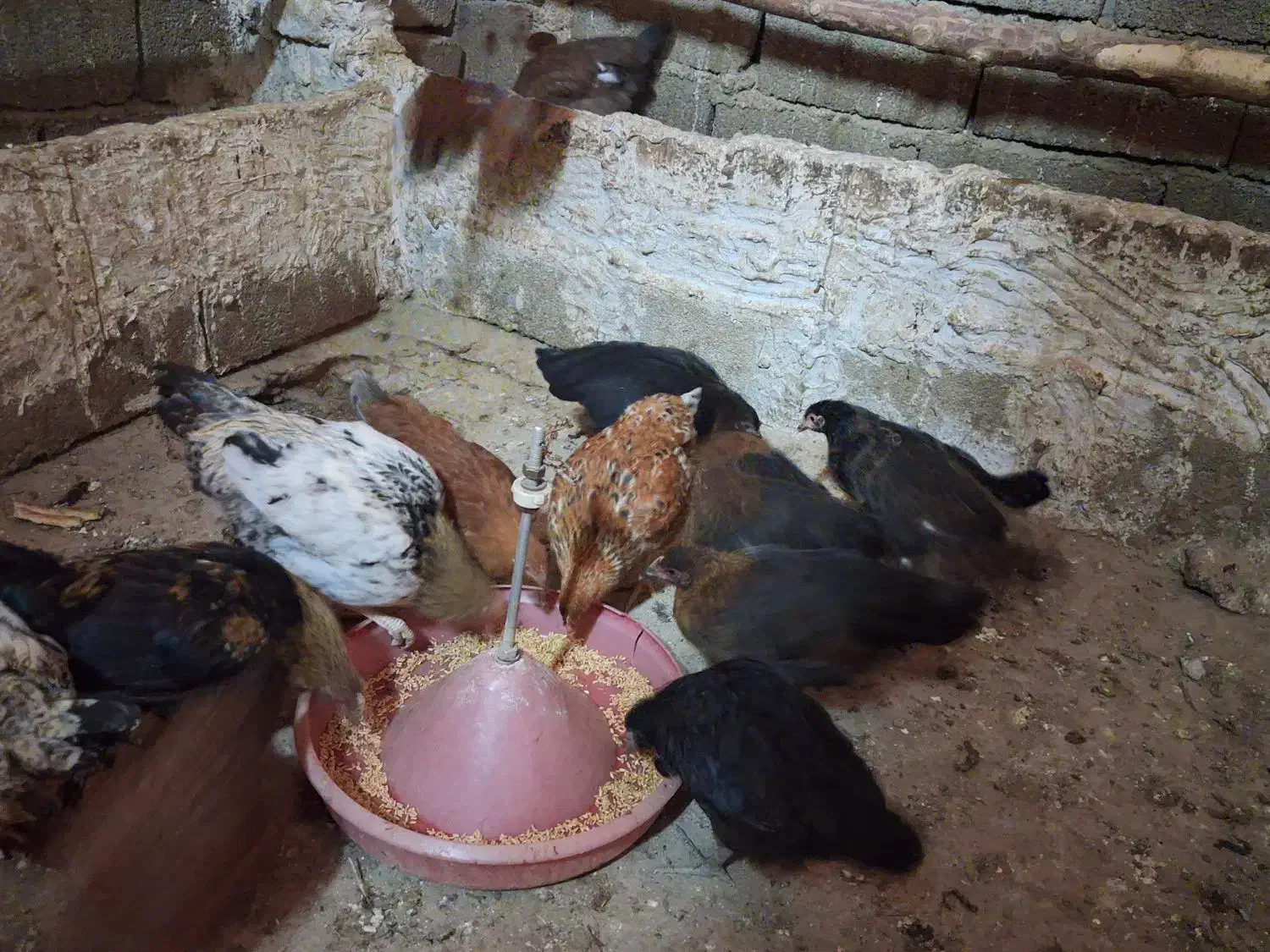 مرغ و خروس رسمی|حیوانات مزرعه|ماهدشت, |دیوار