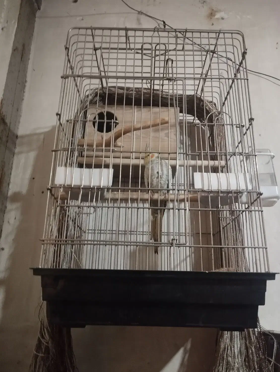 عروس هلندی نژاد سخنگو ۵ ماهه .با قفس شکیل|پرنده|تهران, مولوی|دیوار