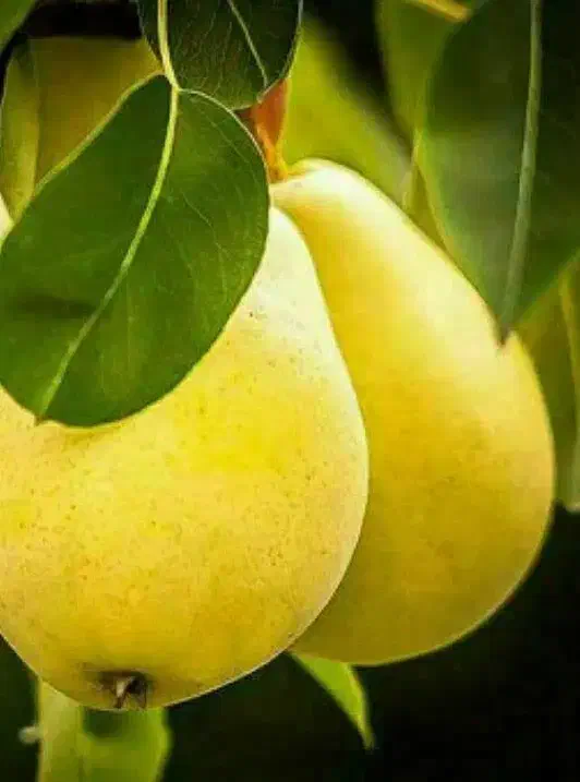 پیش فروش نهال گلابی بیروتی با شرایط چک|خدمات باغبانی و درختکاری|شهمیرزاد, |دیوار