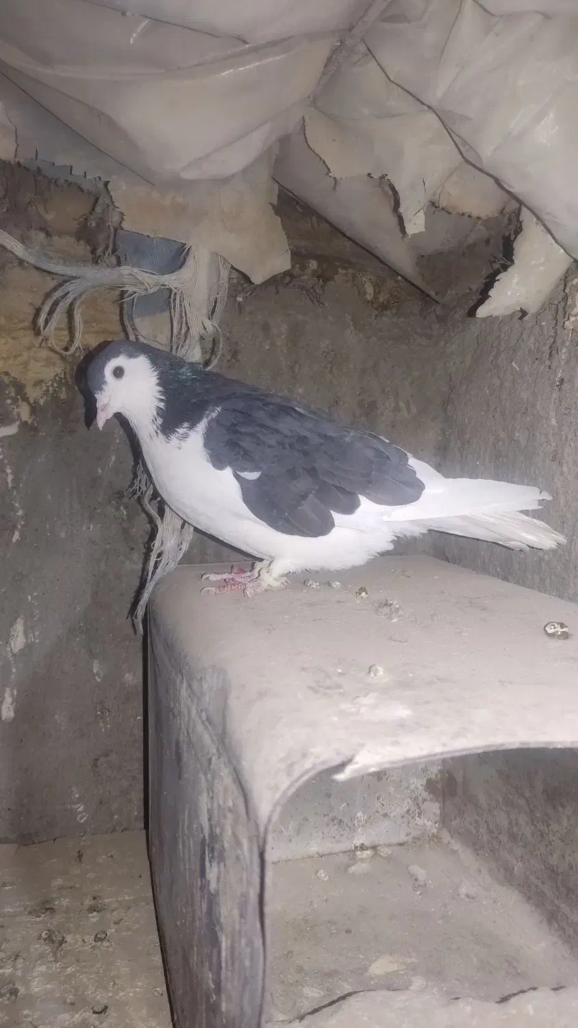 چپ افشان|پرنده|خاش, |دیوار