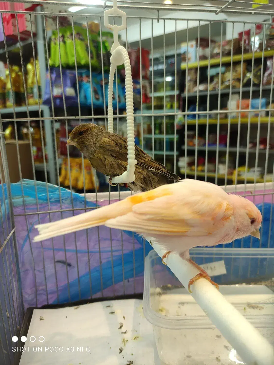 فروش موزایکی نر ریز خون چشم شرابی معاوضه با سهره|پرنده|جویبار, |دیوار