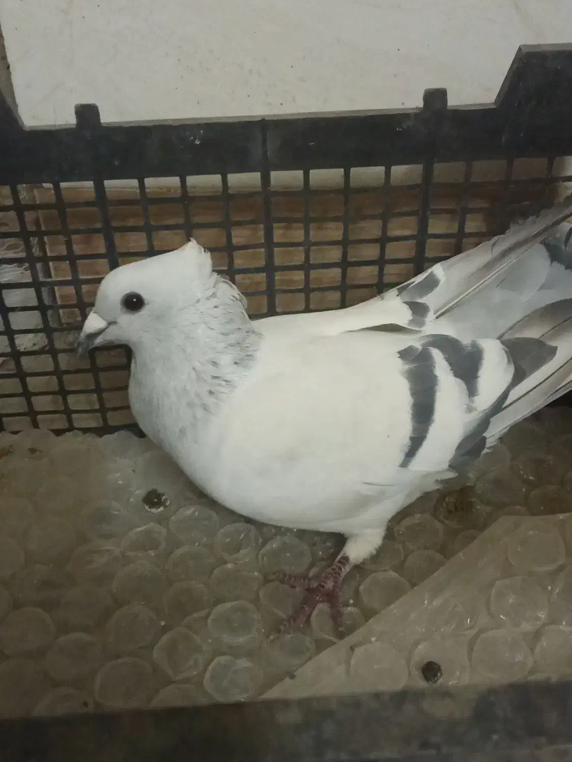 کفتر سبز کلاغ کلاهی|پرنده|کرمان, |دیوار