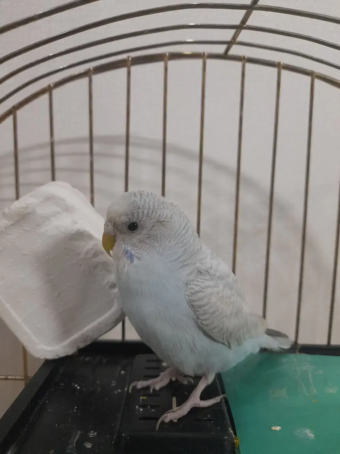 مرغ عشق نر ماده|پرنده|پاکدشت, پاکدشت (مامازند)|دیوار