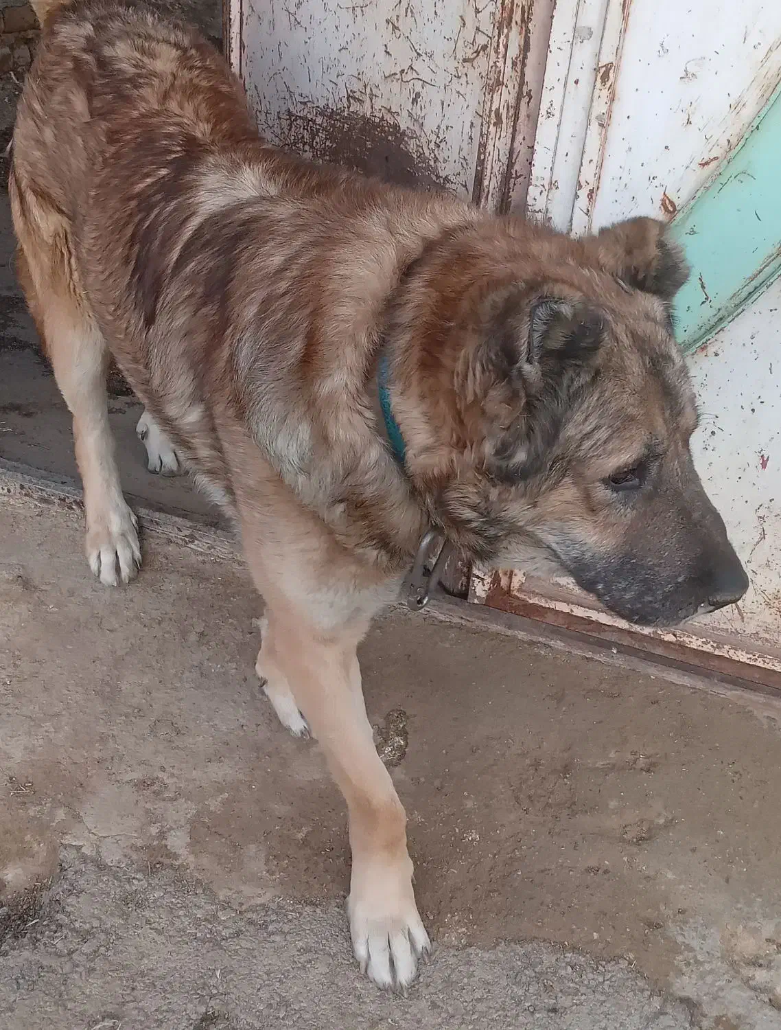 سگ سرابی ذات قدیم|سگ|بروجرد, |دیوار