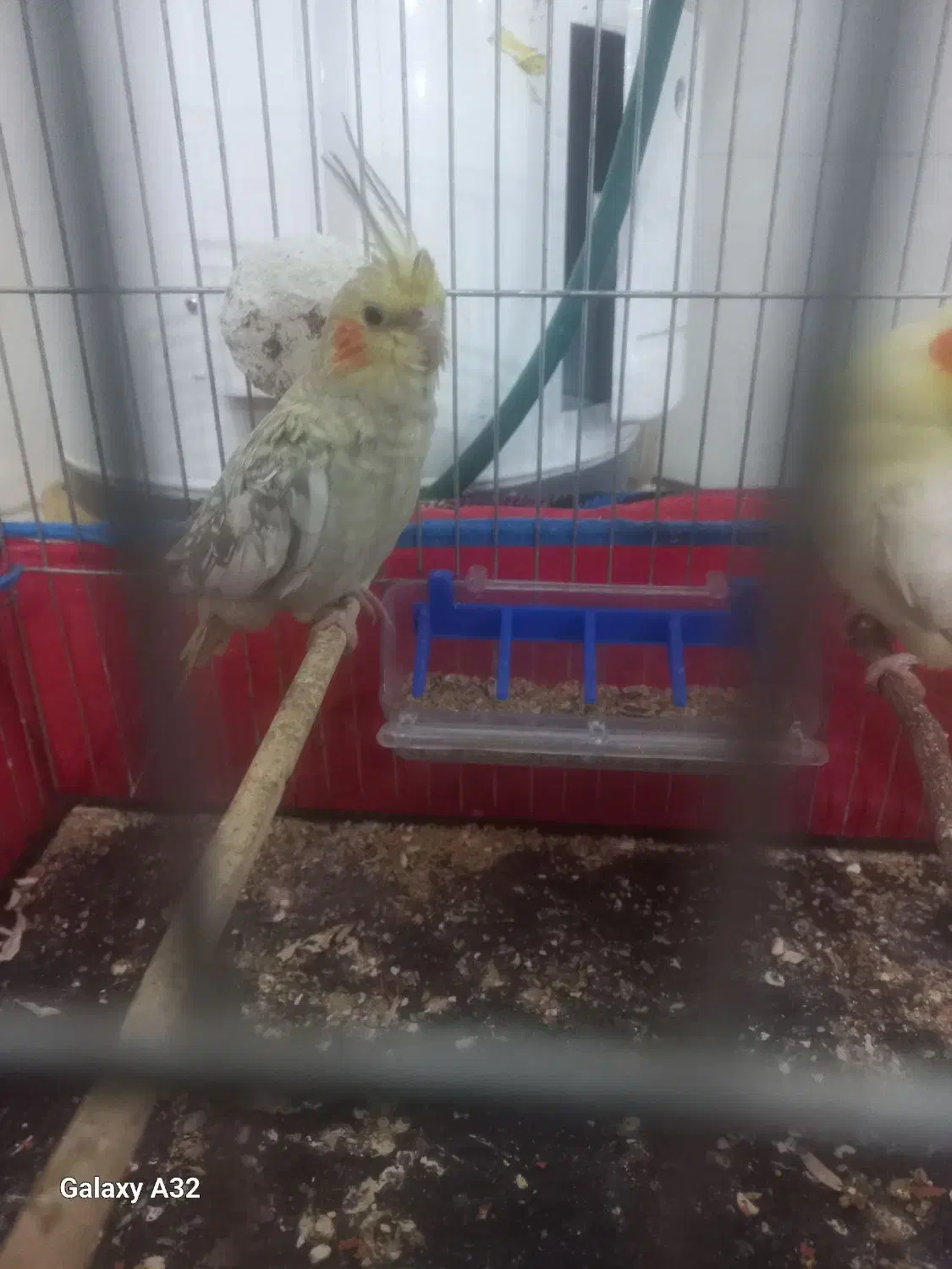 عروس هلندی|پرنده|شوشتر, |دیوار