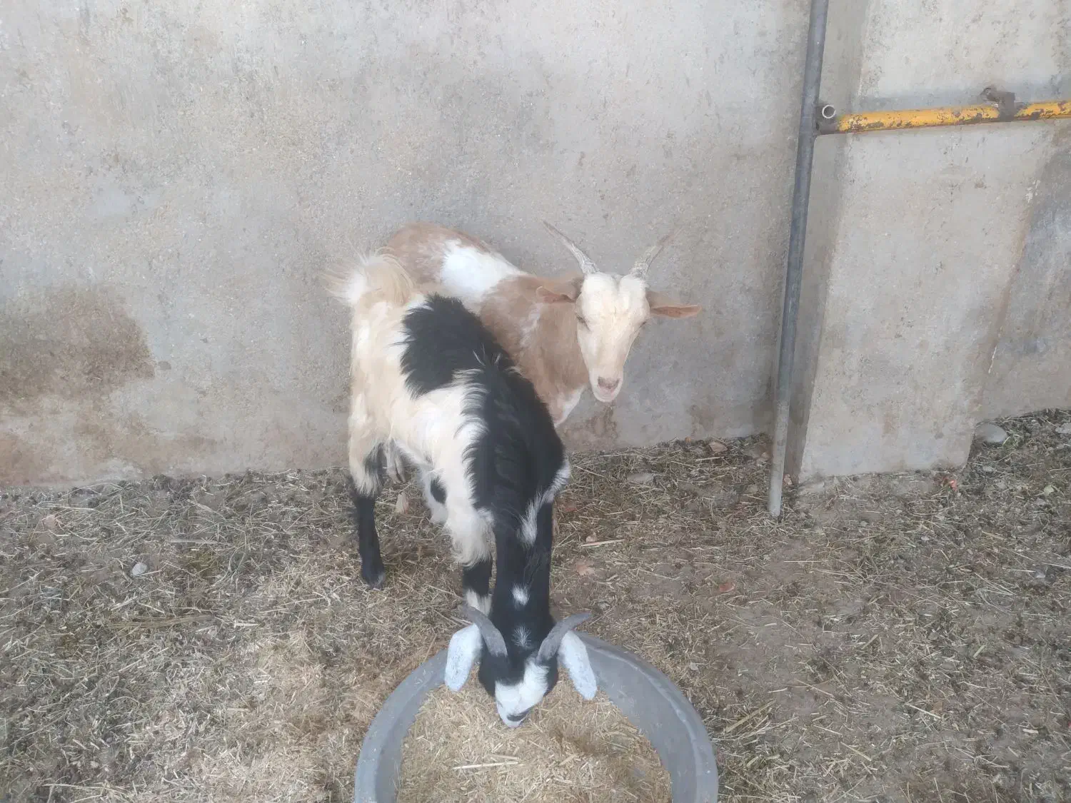 دوکهره نر خمونی وصومالی|حیوانات مزرعه|سعدآباد, |دیوار