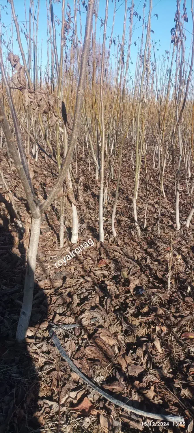 نهال پر کیفیت اصلاح شده|خدمات باغبانی و درختکاری|دره شهر, |دیوار