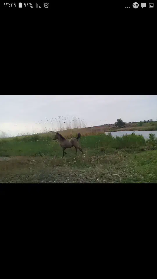 اسب کرد نریان|اسب و تجهیزات اسبسواری|پارسآباد, |دیوار