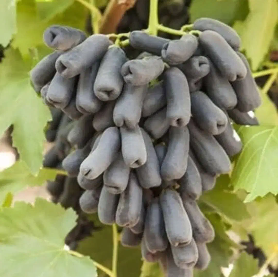 فروش درختان خوشه ای|گل و گیاه طبیعی|مهریز, |دیوار