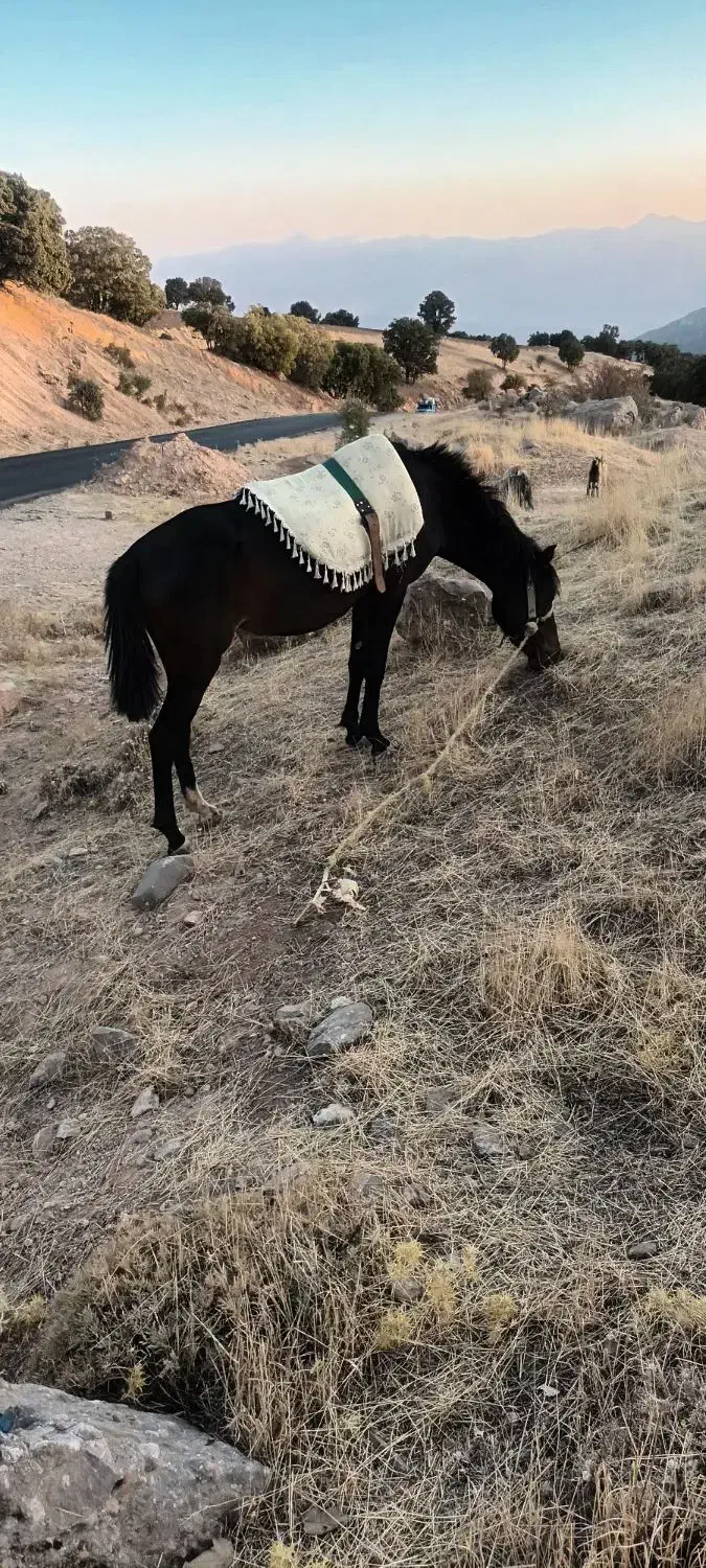 اسب مادیون|اسب و تجهیزات اسبسواری|پاپی, |دیوار