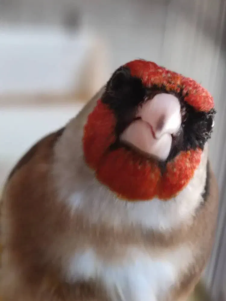 سهر قناری سبک برتر|پرنده|بروجرد, |دیوار