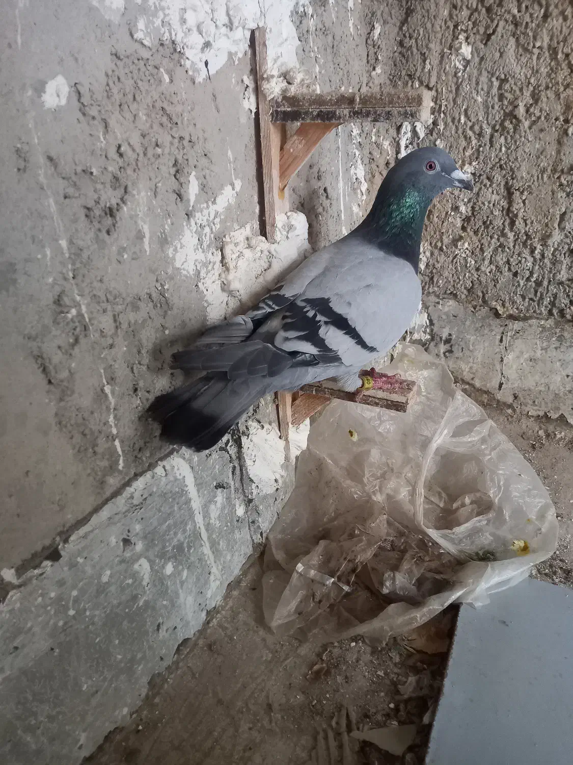 کبوتر|حیوانات|بجنورد, |دیوار