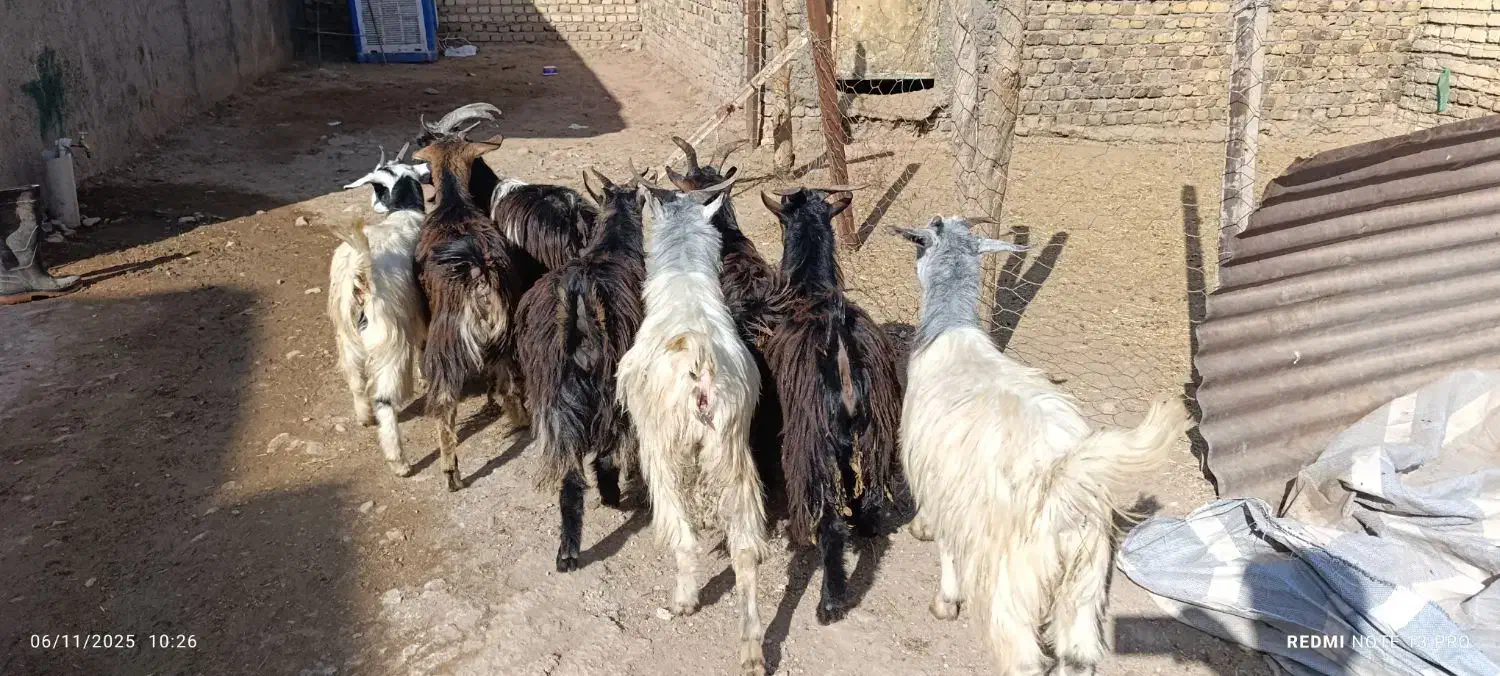 بزغاله فروشی چاق خمیر|حیوانات مزرعه|کرج, شهرک بنفشه|دیوار