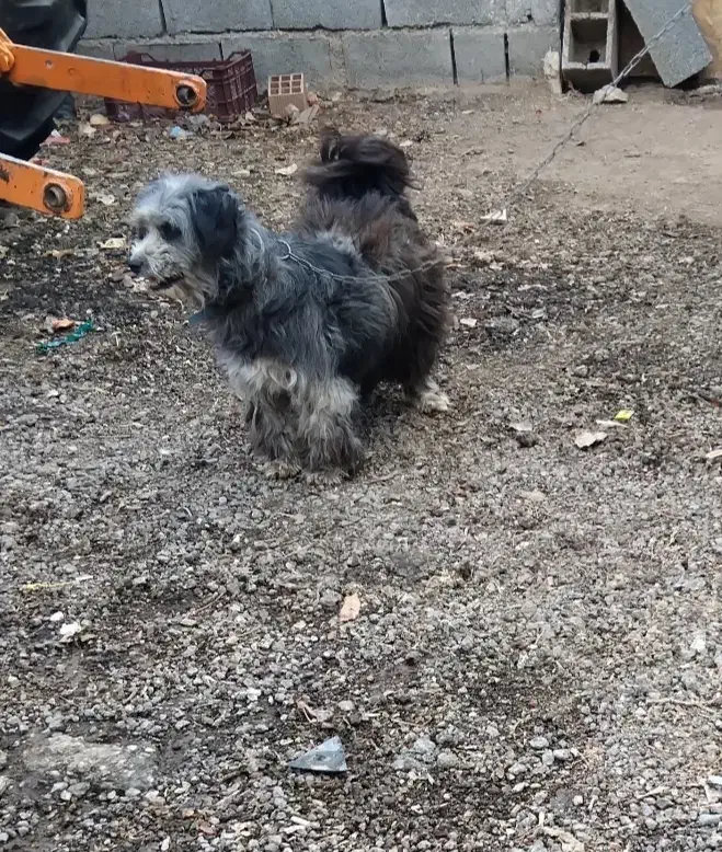 پاکوتاه ماده|سگ|اردبیل, |دیوار