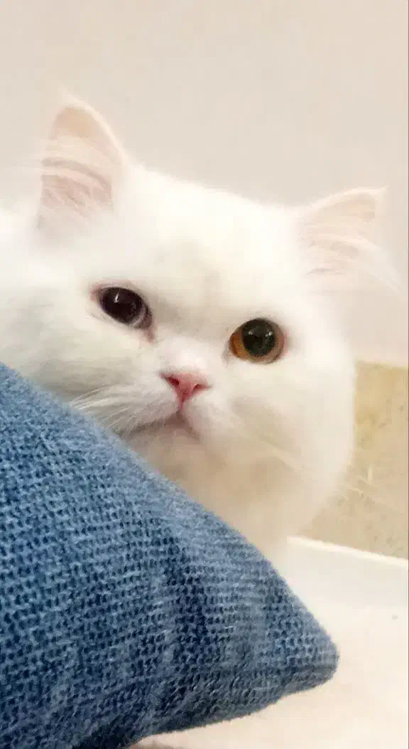 واگذاری گربه چشم دورنگ|گربه|قم, پردیسان|دیوار