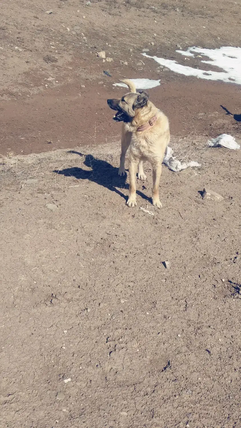 سگ گله|سگ|خواجه, |دیوار