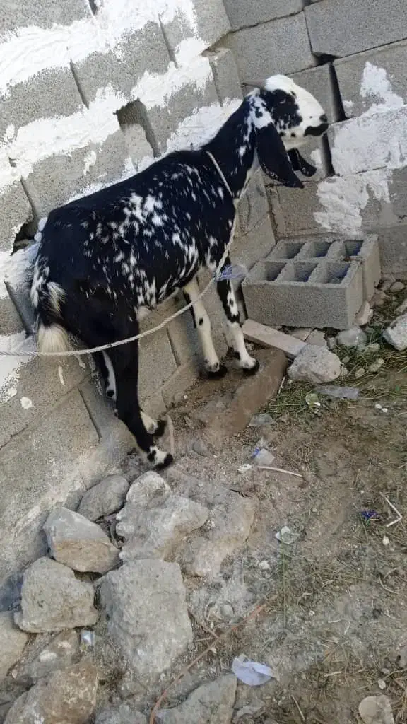 بزپنجاب دورگ آپس بز محلی شیری|حیوانات مزرعه|چابهار, |دیوار