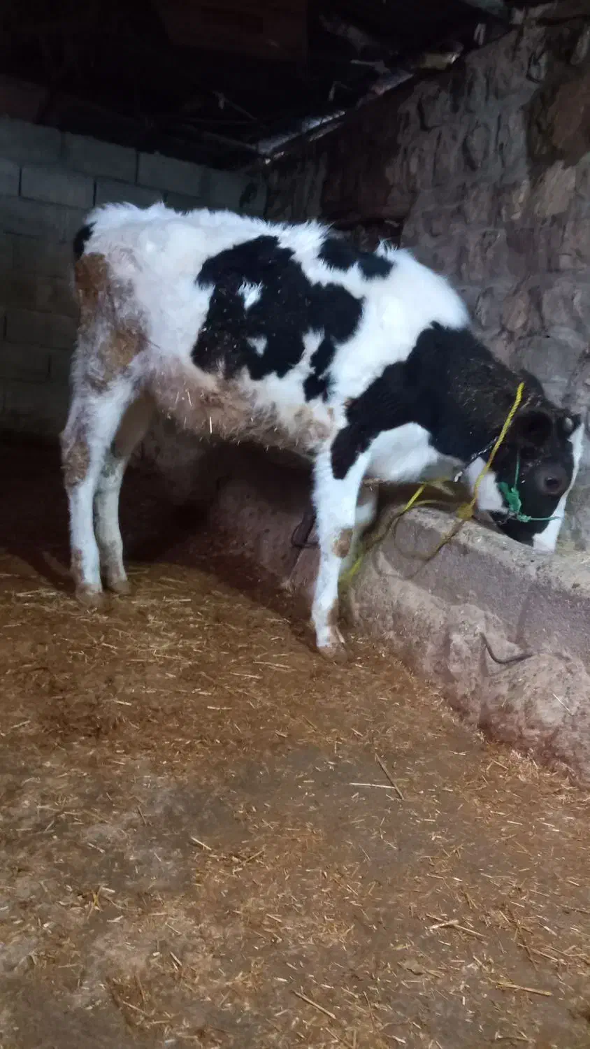 گوساله|حیوانات مزرعه|سیروان, |دیوار