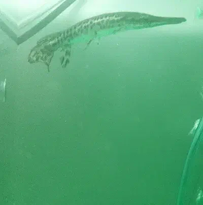 ماهی الیگیتور|ماهی|ری, شهادت|دیوار