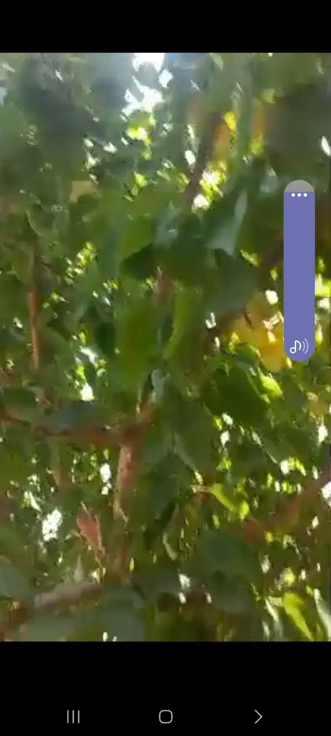 باغچه حسین آباد قاجار|فروش خانه و ویلا|قرچک, شهرک طلائیه|دیوار