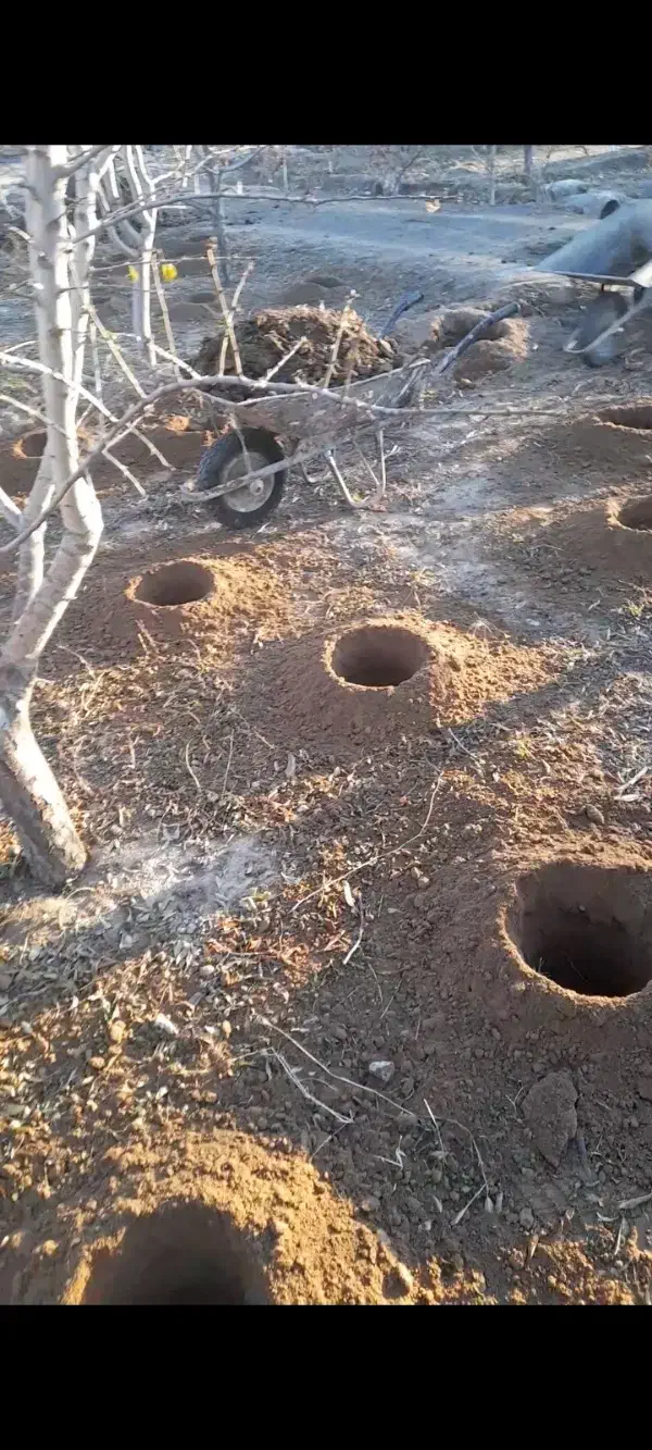 چاله کنی برای کاشت نهال|خدمات باغبانی و درختکاری|خسروشاه, |دیوار