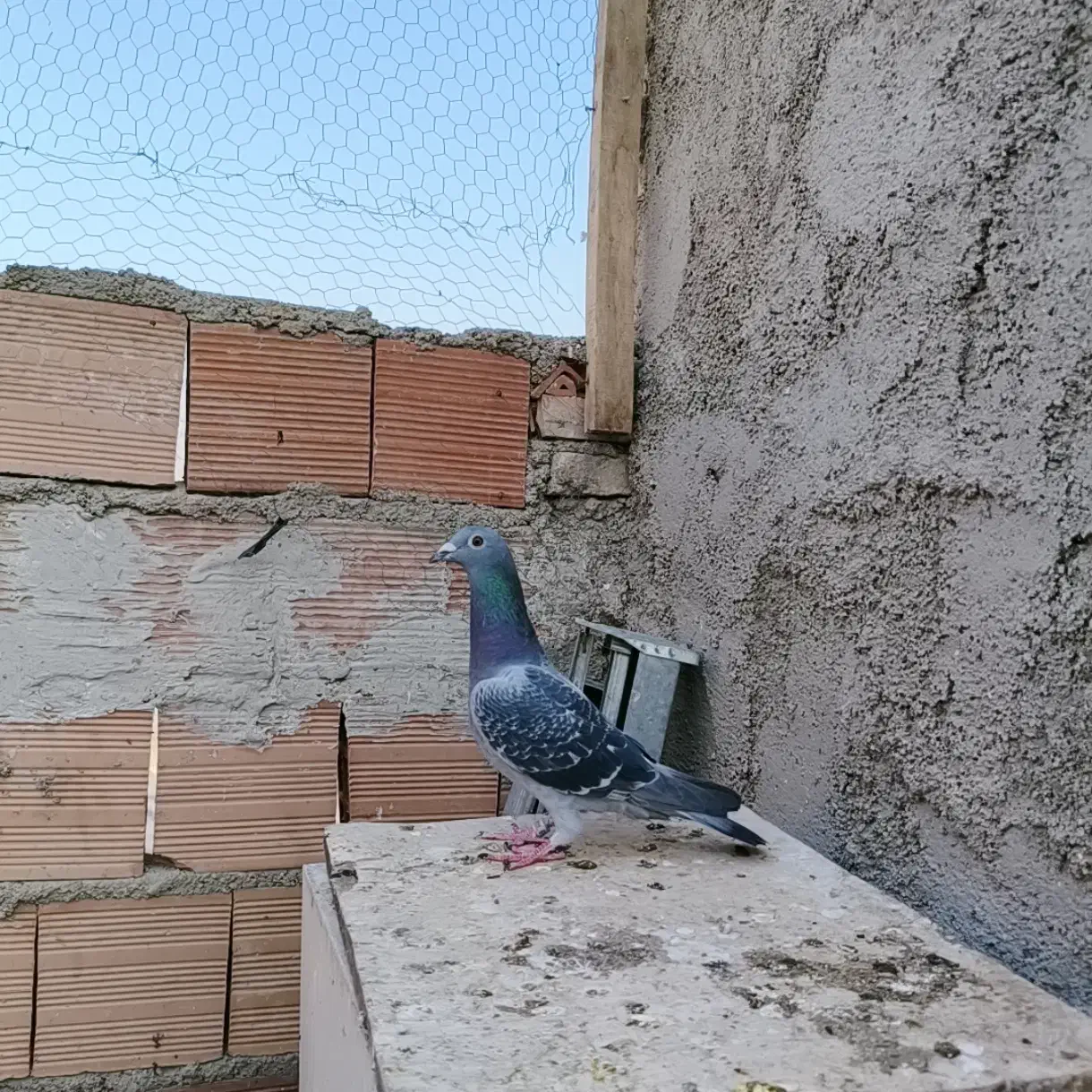 کبوتر مسافتی جان اردن|پرنده|گنبد کاووس, |دیوار