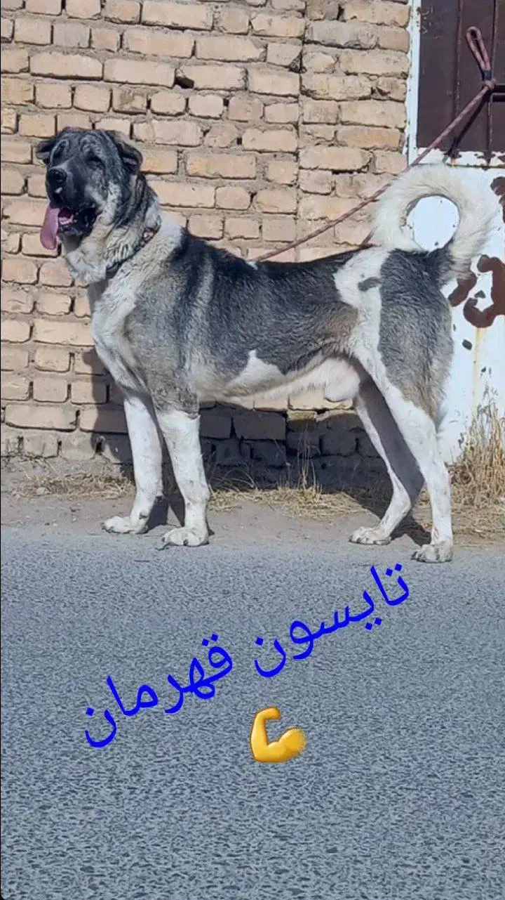 واگذاری پژدر|سگ|ملایر, |دیوار