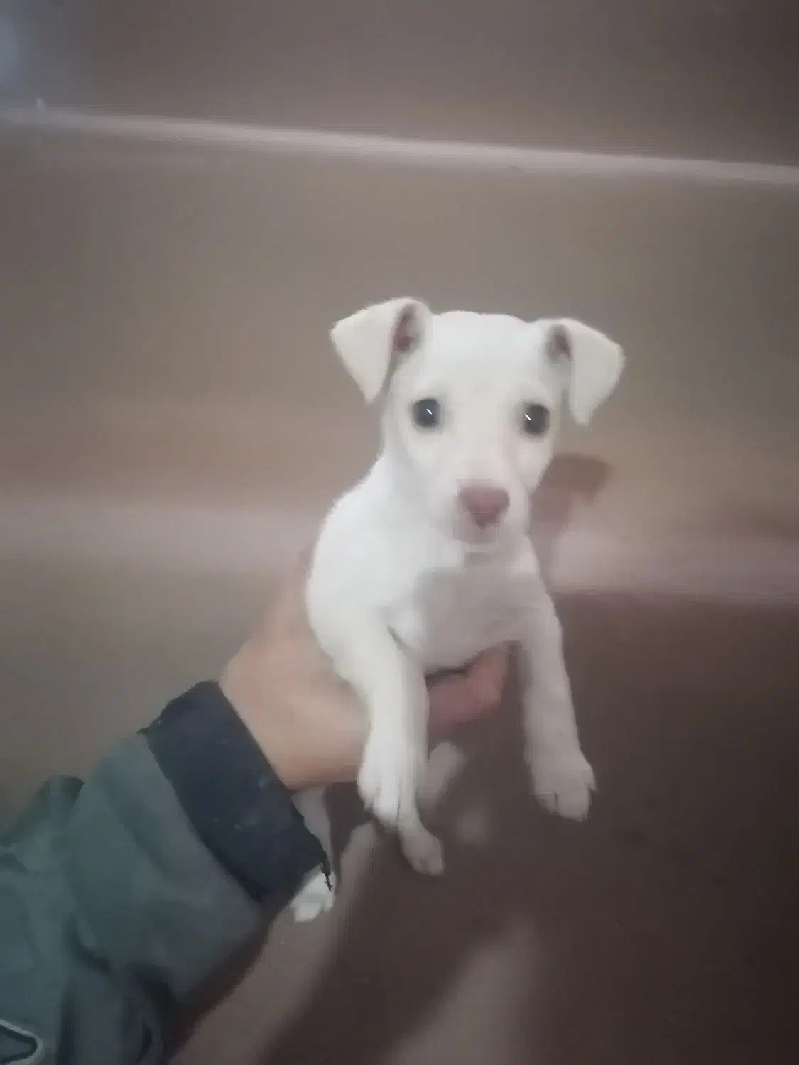 سگ جیبی زرنگ بازیگوش|سگ|نیشابور, خط کاشمر|دیوار