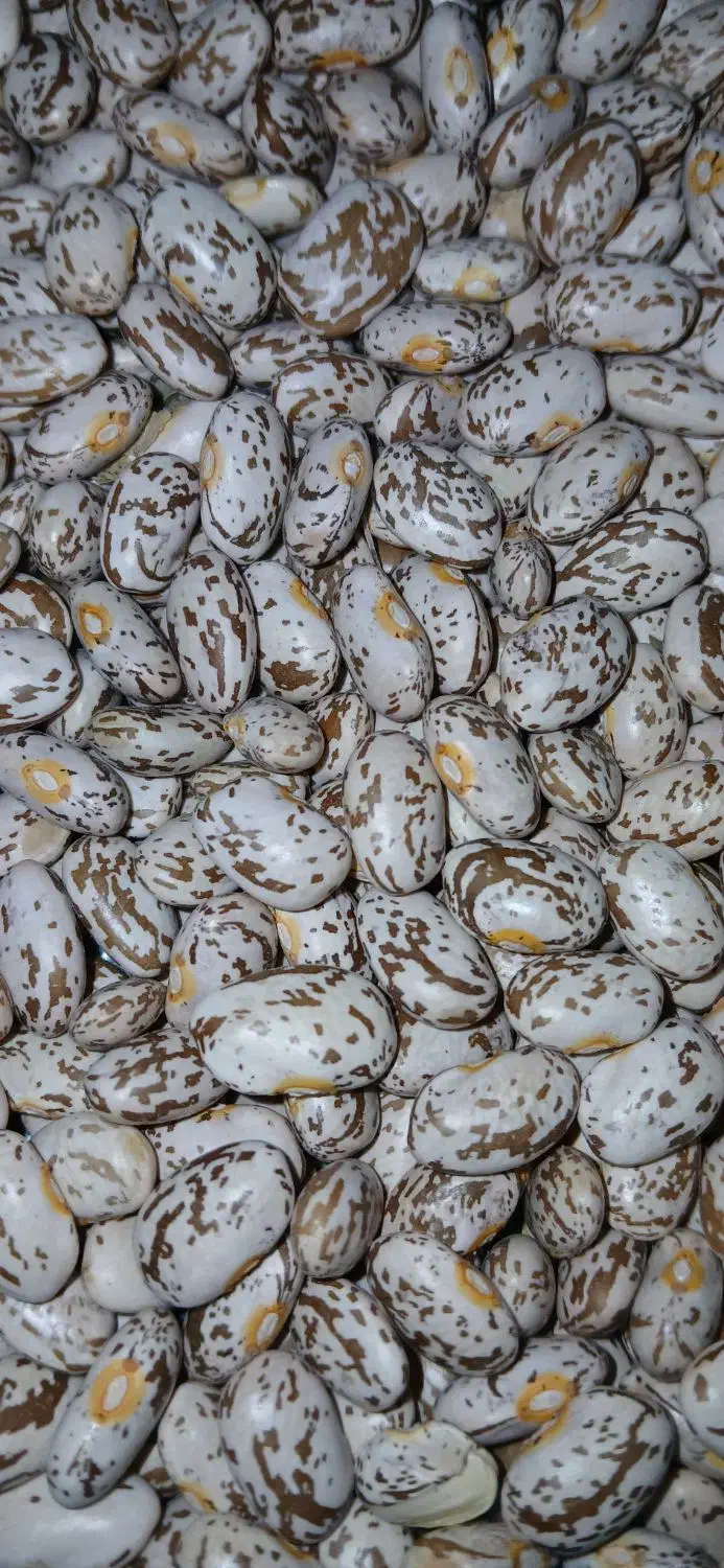 لوبیا چیتی ابلق|عمده‌فروشی|معمولان, |دیوار