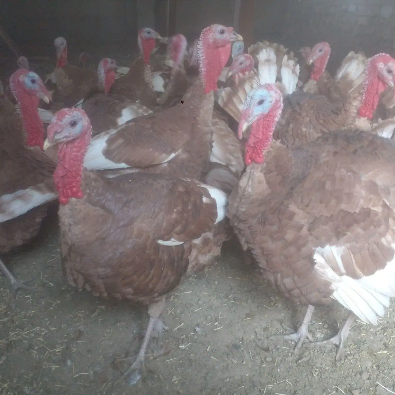 بوقلمون ارگانیک محلی|حیوانات مزرعه|دهگلان, |دیوار