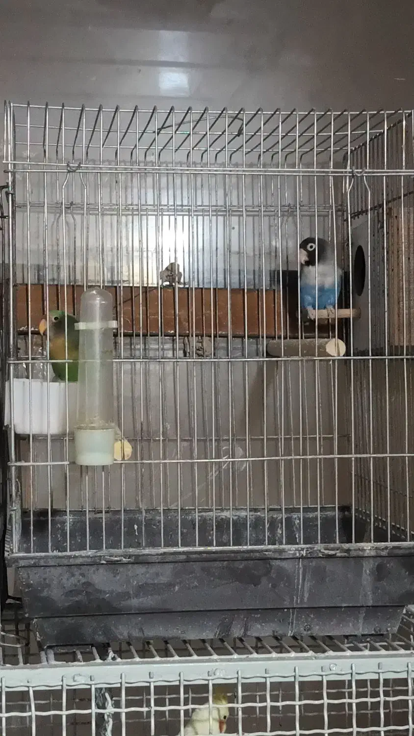 طوطی برزیلی|پرنده|قیدار, |دیوار