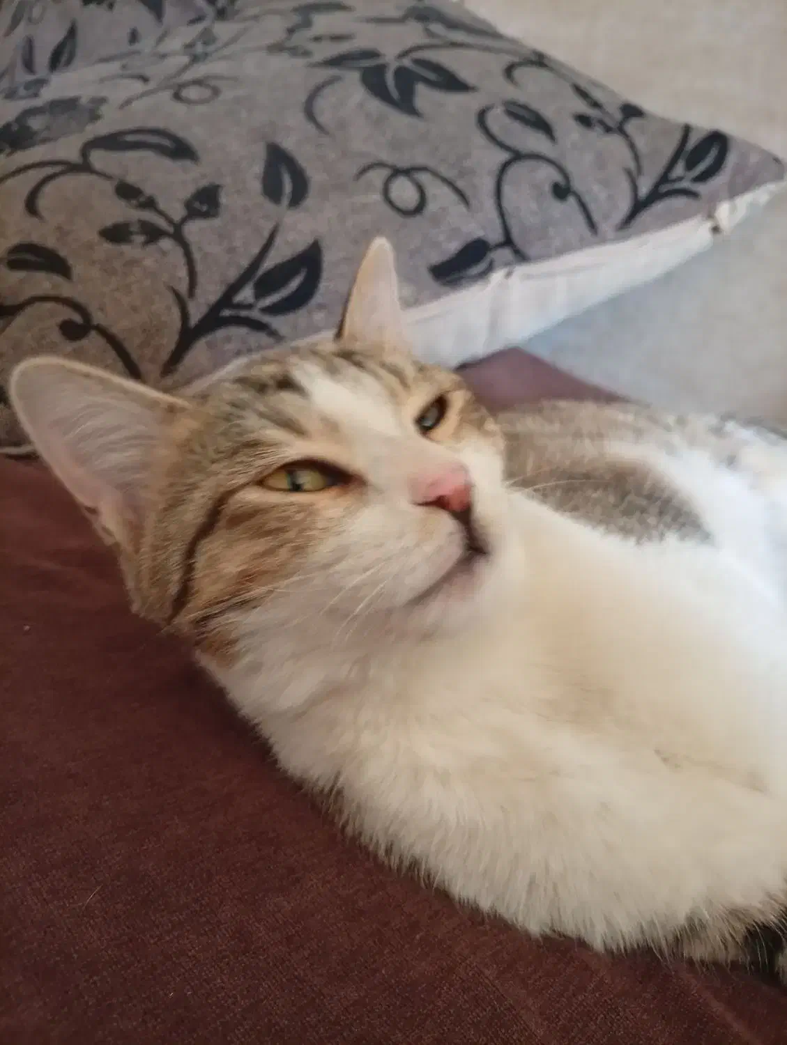 واگذاری گربه نر|گربه|شاهینشهر, مخابرات (شهید بهشتی)|دیوار