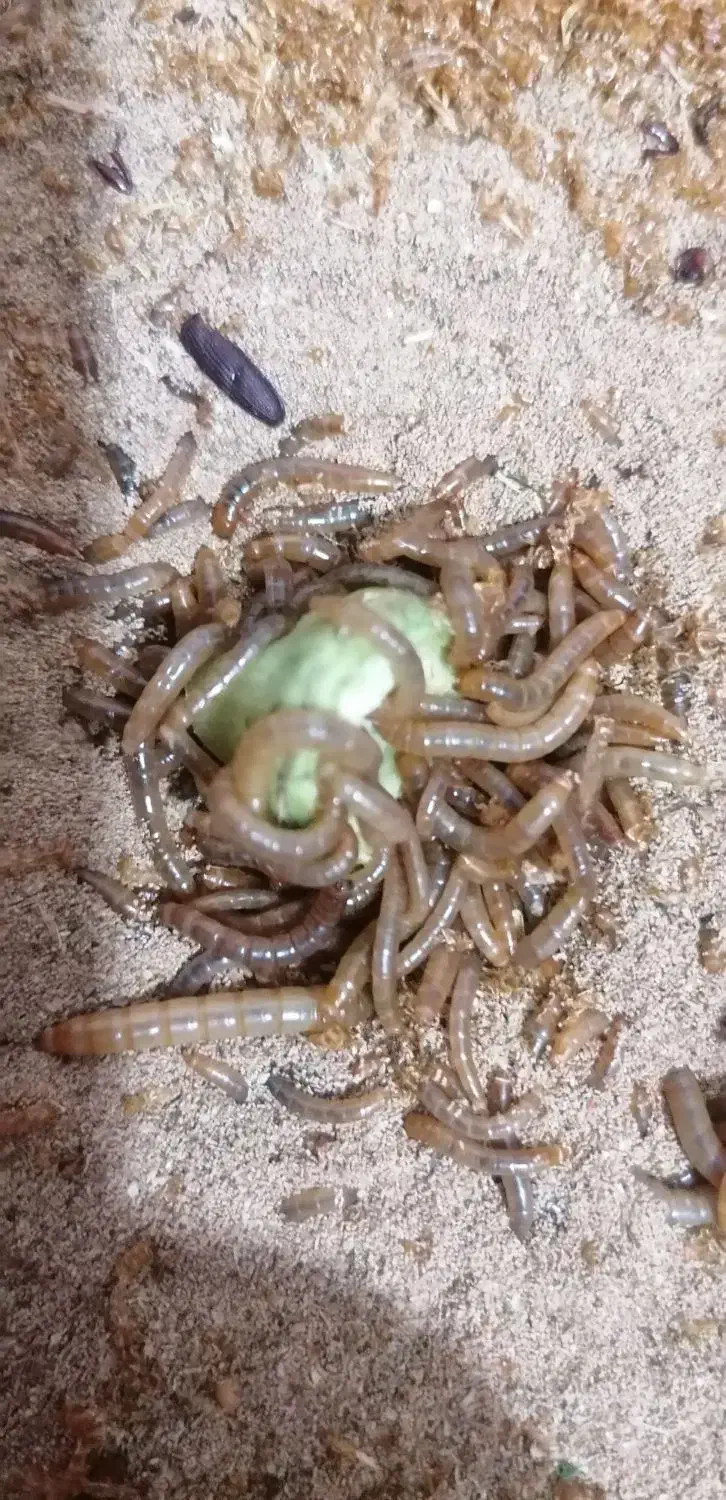 میلورم زنده|خزنده|رفسنجان, |دیوار