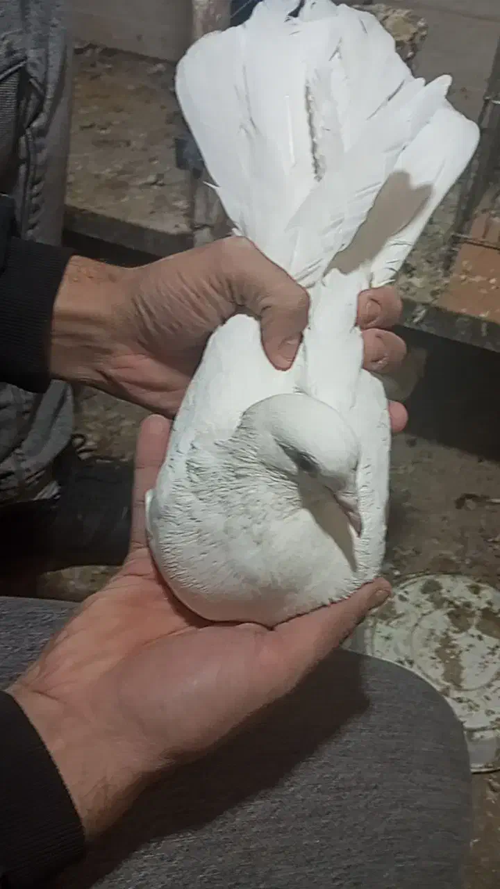 کفتر دم چتری جوجو|پرنده|طبس, |دیوار