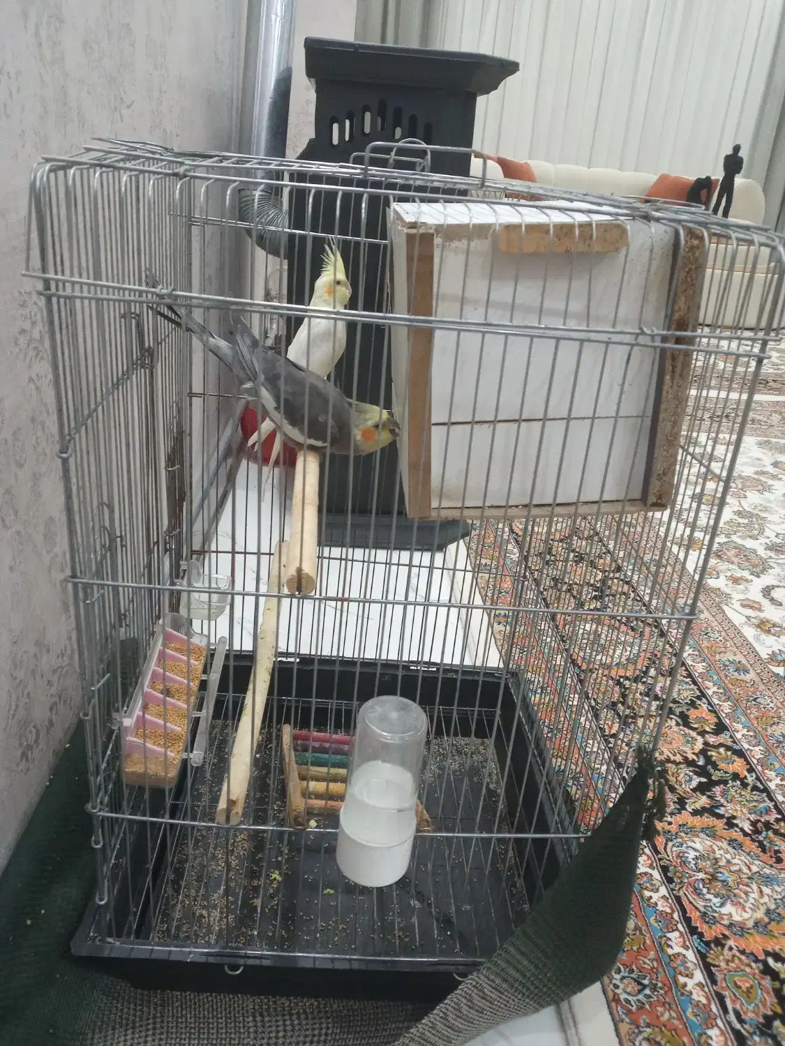 عروس هلندی نر ماده|پرنده|گرمی, |دیوار