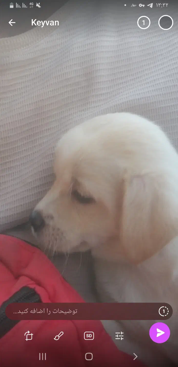 هاپو سه تا نژاد|سگ|مشهد, الهیه|دیوار