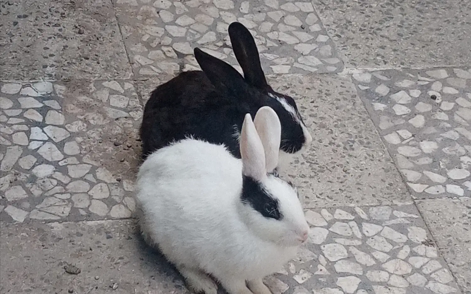 خرگوش سیاه سفید ماده دوساله|موش و خرگوش|سنگر, |دیوار