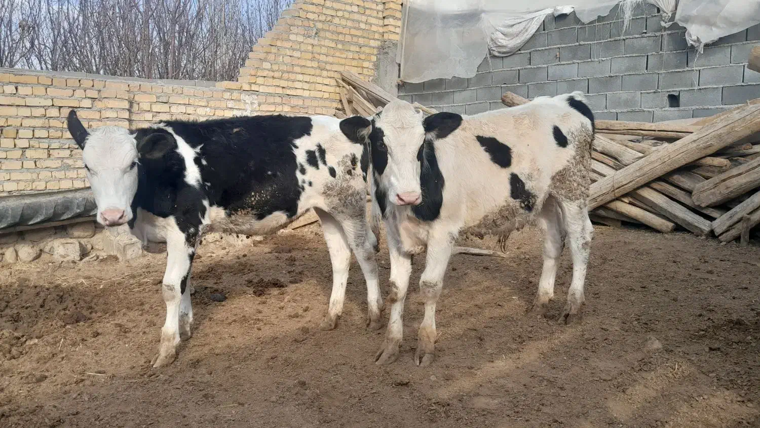 گوساله|حیوانات مزرعه|شیروان (خراسان), |دیوار