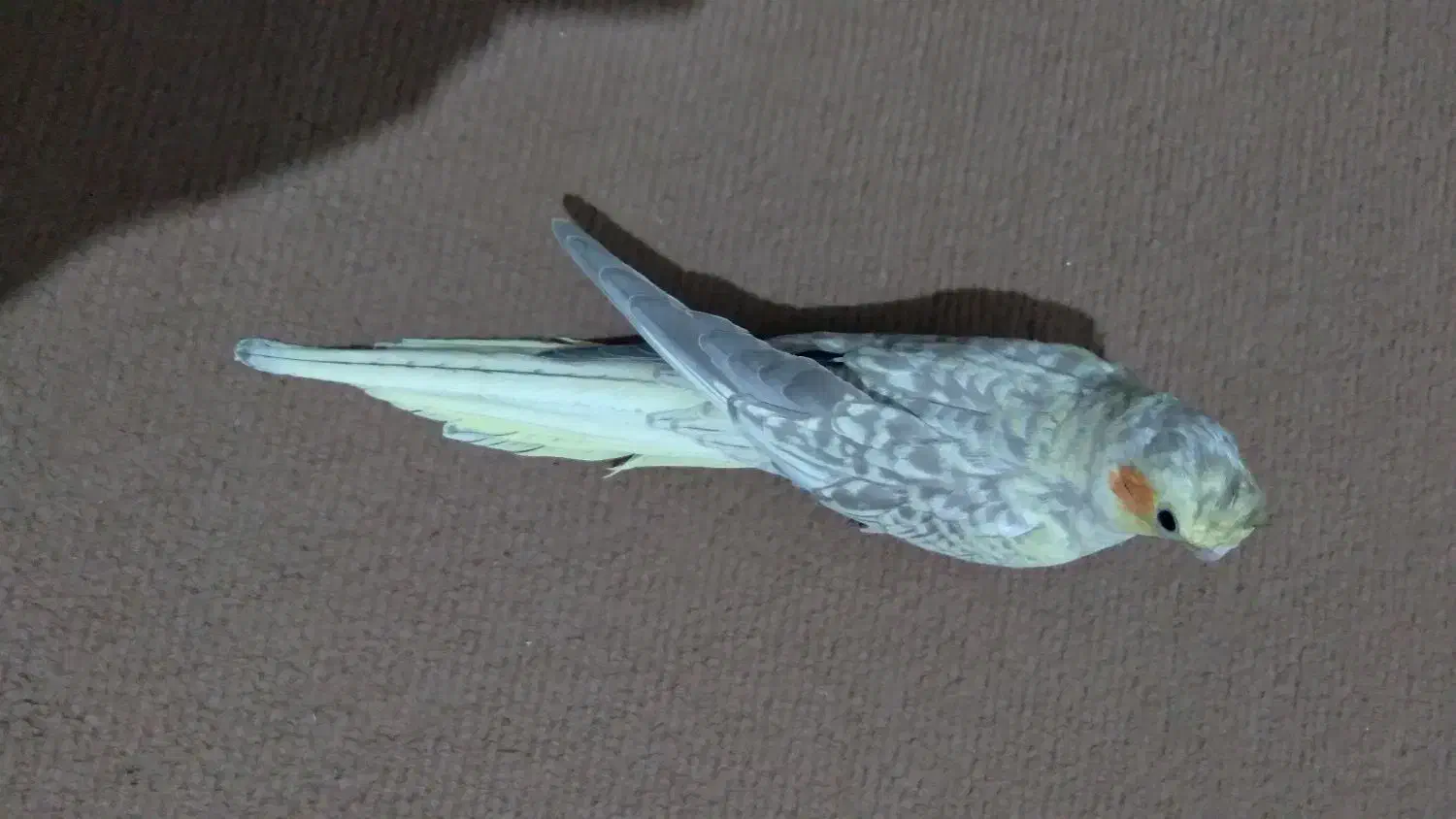 فروش فوری عروس هلندی|پرنده|گلپایگان, |دیوار