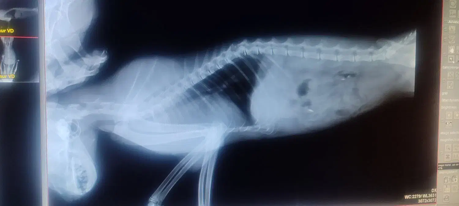 گربه|حیوانات|تبریز, |دیوار